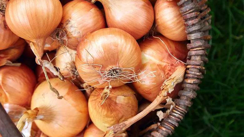 Spanish Onions