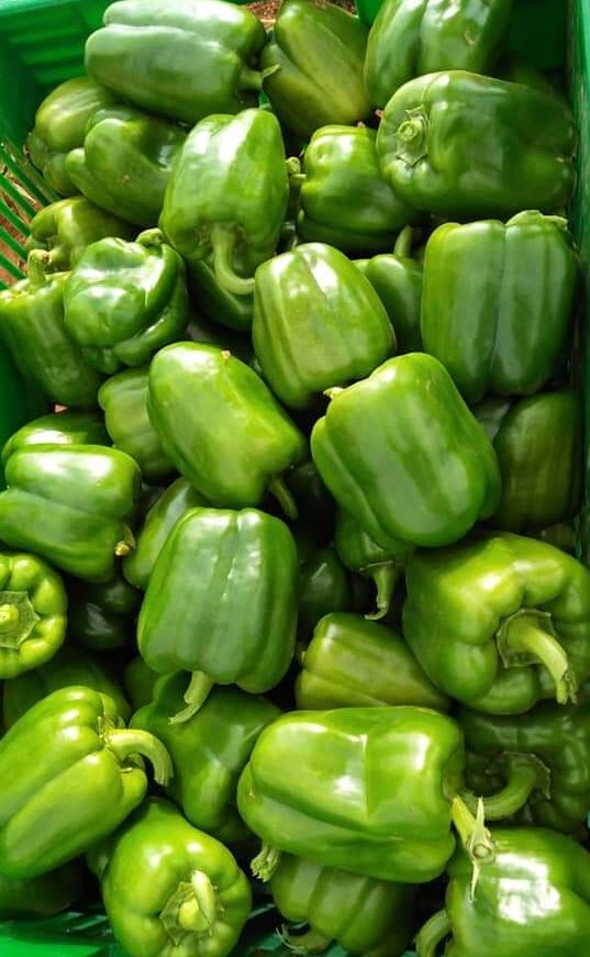 Green Pepper