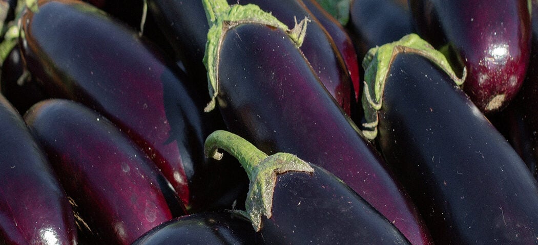 Eggplant