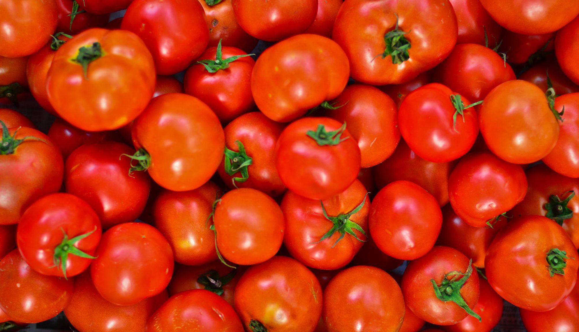 round tomatoes
