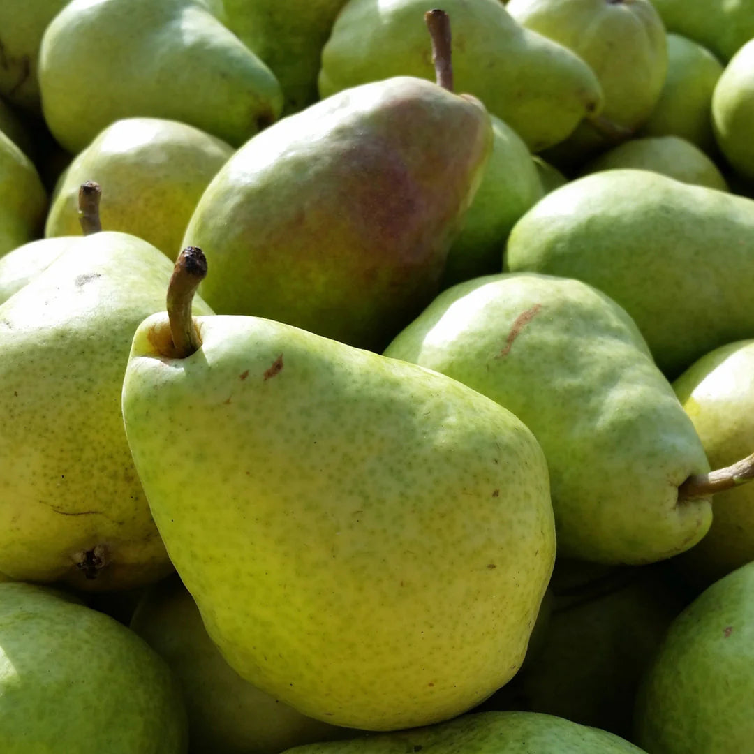 Bartlett pear