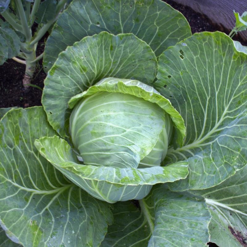 Green Cabbage